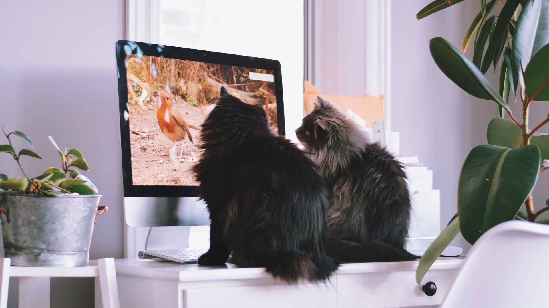 Nombres de gatos famosos